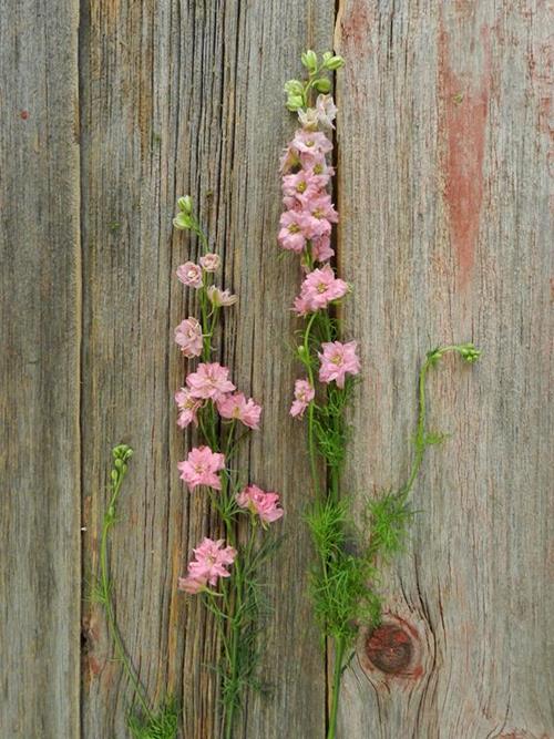 PINK LARKSPUR